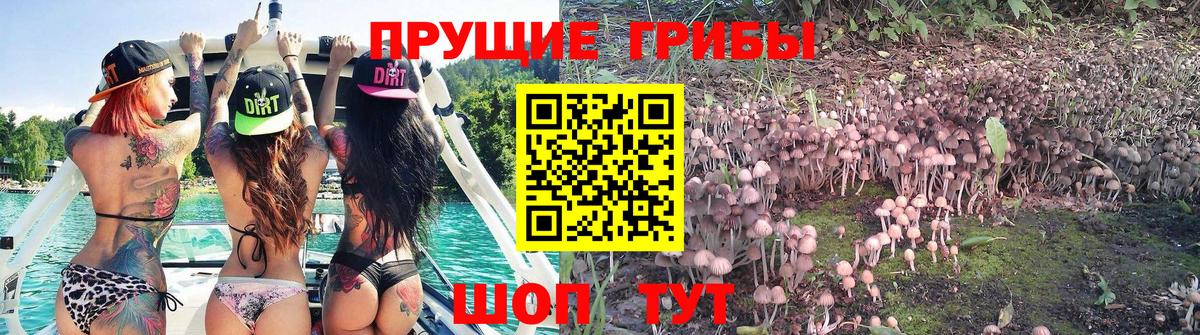 Псилоцибиновые грибы Cubensis  Галлюциногенные грибы Magic Shrooms  Вход с VPN  Сунжа 